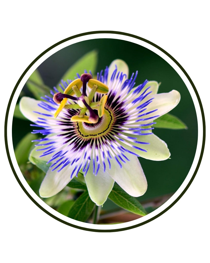 Passionflower