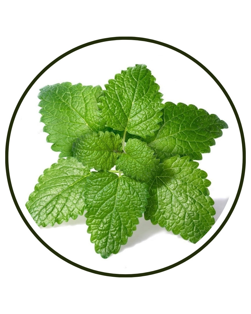 Lemon balm