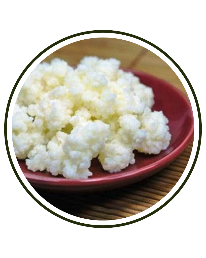 Lactobacillus Rhamnosus