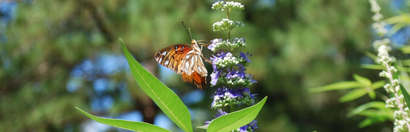 Treat Hormonal Acne Naturally with This Berry
