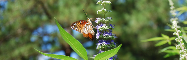 Treat Hormonal Acne Naturally with This Berry