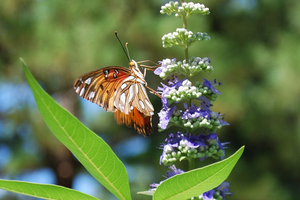 Treat Hormonal Acne Naturally with This Berry