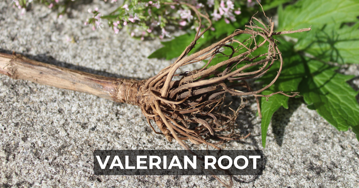 Valerian Root for Sleep: Nature’s Herbal Sedative Explained