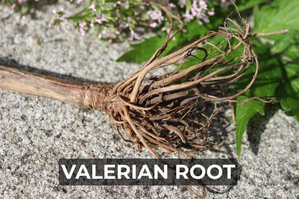 Valerian Root for Sleep: Nature’s Herbal Sedative Explained