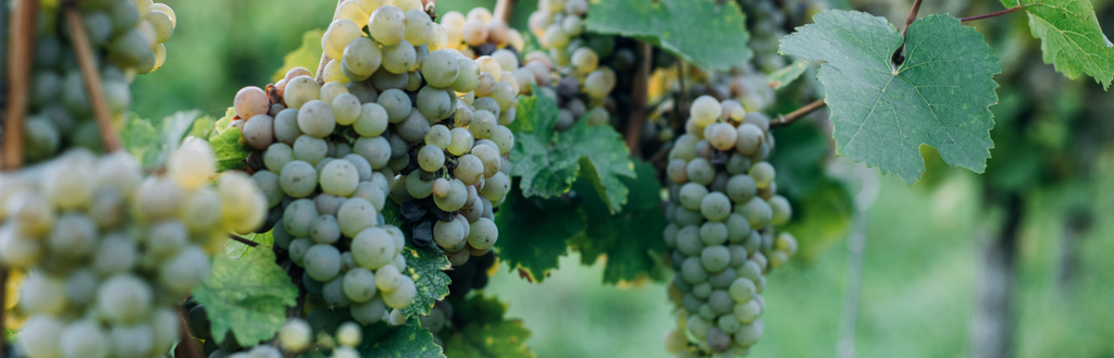 Boosting Collagen Production with Grape Seed Extract