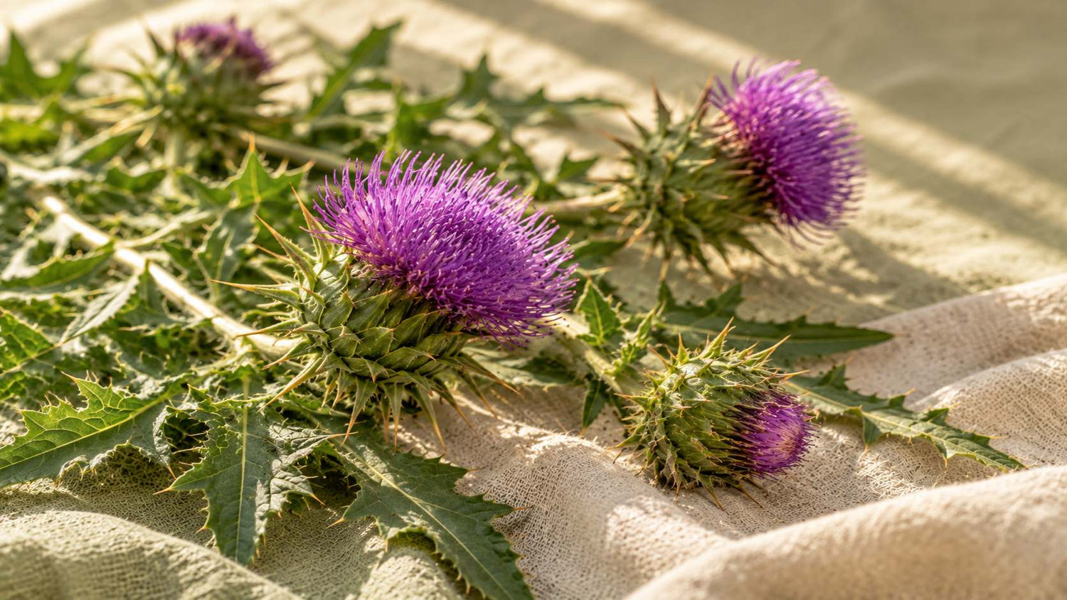 Silymarin (Milk Thistle) and Acne: A Closer Look at the Research