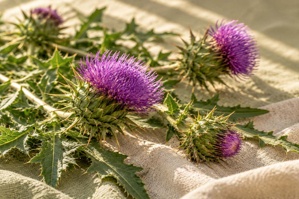 Silymarin (Milk Thistle) and Acne: A Closer Look at the Research