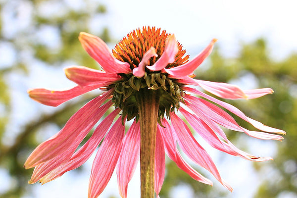 Echinacea and Acne: What the Research Shows