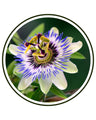 Passionflower