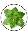 Lemon balm