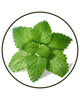 Lemon Balm