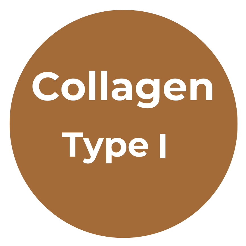 Collagen Type I