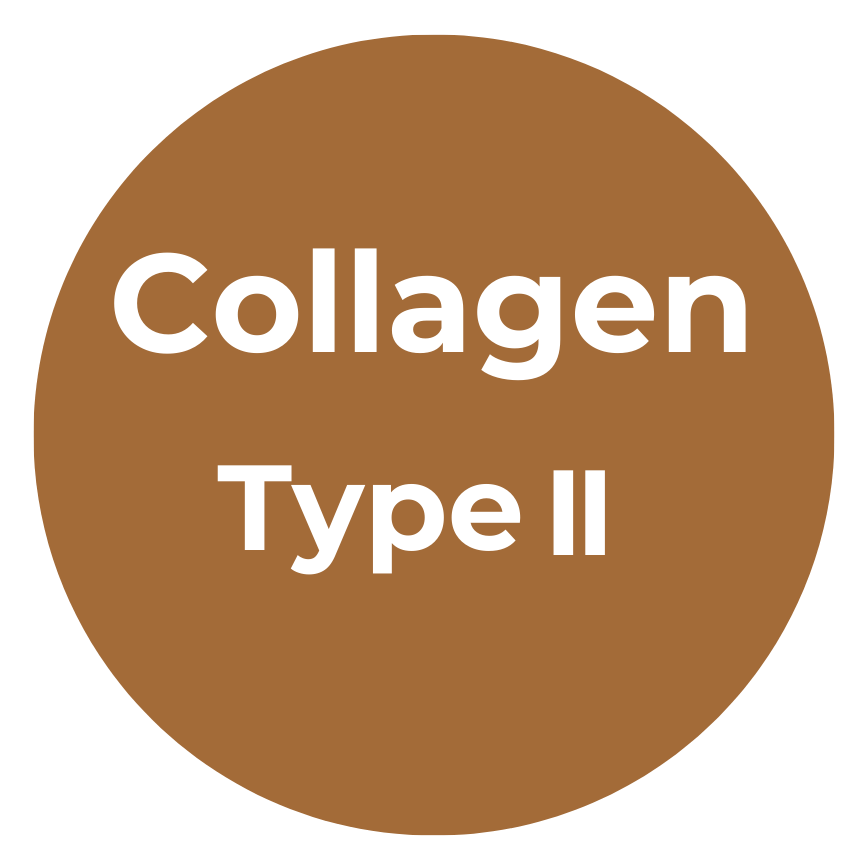 Collagen Type II