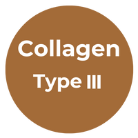 Type III Collagen