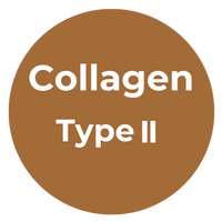 Type II Collagen
