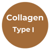 Type I Collagen