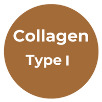 Type I Collagen