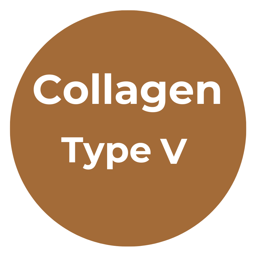 Collagen Type V