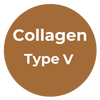 Type V Collagen