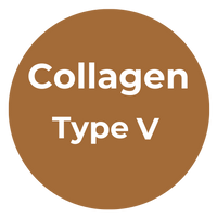 Type V Collagen