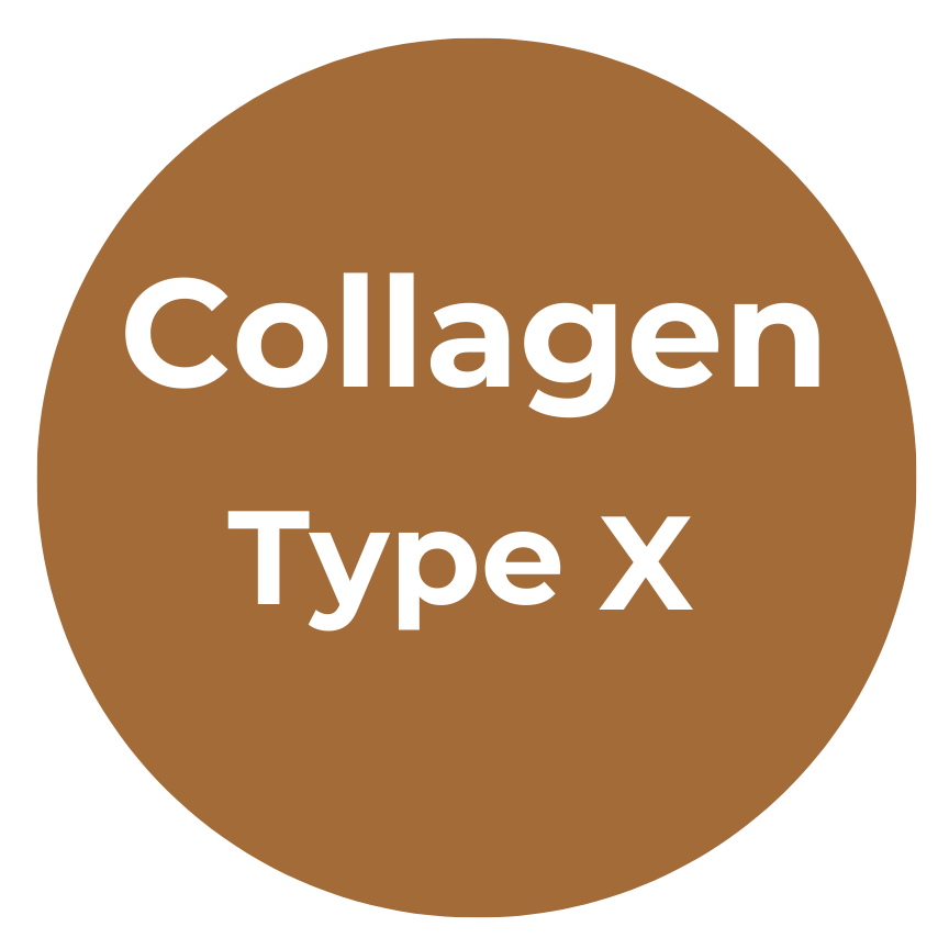 Collagen Type X