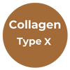 Type X Collagen