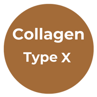 Type X Collagen
