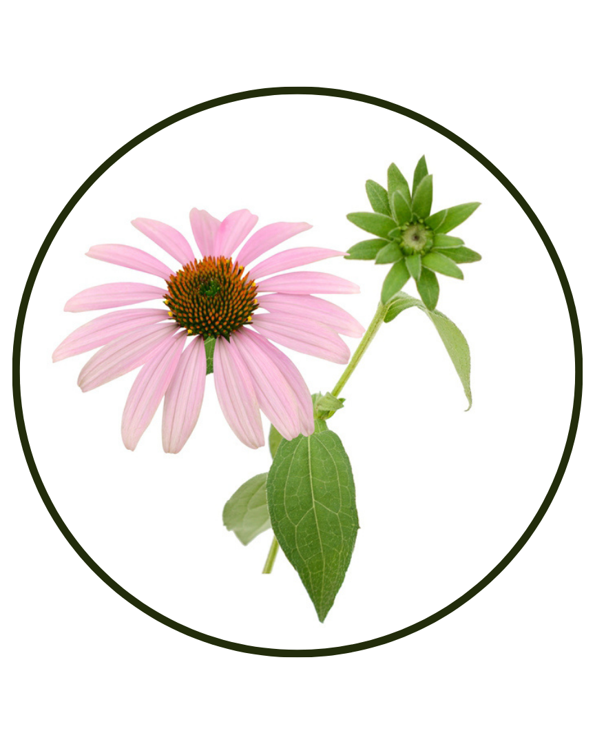 Echinacea (Echinacea purpurea) whole plant