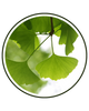 Ginkgo Extract