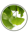 Ginkgo Biloba