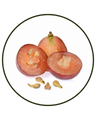 Grape (Vitis vinifera) seed extract (95% Oligomeric Proanthocyanidins)