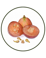 Grape Seed Extract