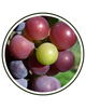 Grape Seed Extract