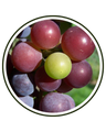 Grape seed extract