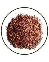 Grape Seed Extract