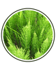 Horsetail (silica)