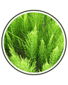 Horsetail