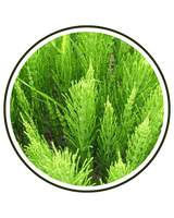 Horsetail Extract