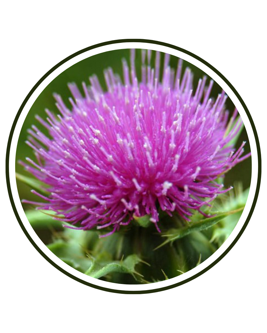 Milk Thistle (Silybum marianum) seed extract (80% Silymarin)