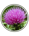 Milk Thistle (Silybum marianum) seed extract (80% Silymarin)