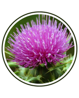 Milk Thistle Extract