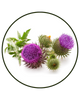 Milk Thistle Seed Extract
