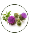 Milk Thistle (Silybum marianum) seed extract, 80% Silymarin