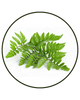 Polypodium Leucotomos (Calaguala) Extract
