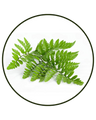 Polypodium Leucotomos (Calaguala) leaf extract