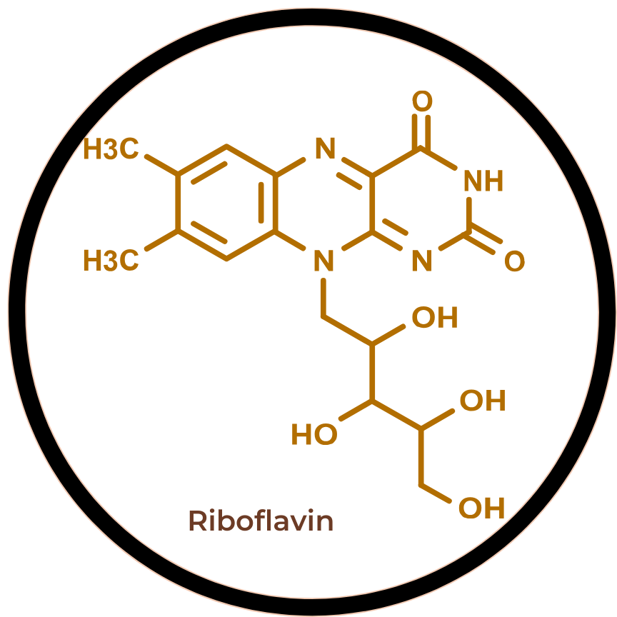 Riboflavin (as Vitamin B2)