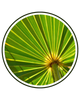 Saw Palmetto