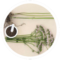 Valerian Root