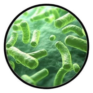 Lactobacillus plantarum (UALp-05)