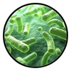 LACTOBACILLUS PLANTARUM (UALp-05)
